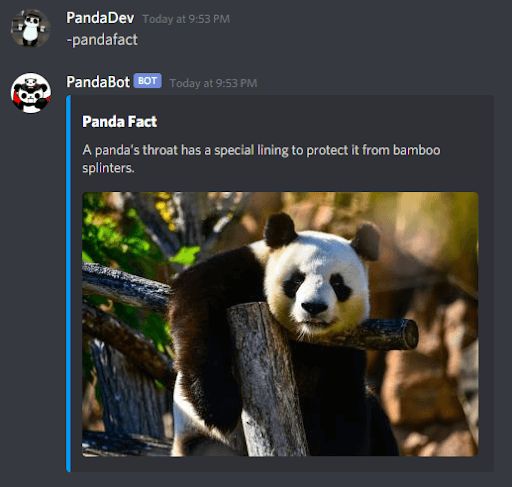 Screenshot of Discord. PandaDev, today at 9:52 PM: '-pandafact'. PandaBot: 'PandaFact: A panda's throat has a special lining to protect it from bamboo splinters'. Attached image of panda resting in tree.